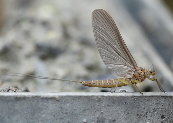 Baetis rhodani?